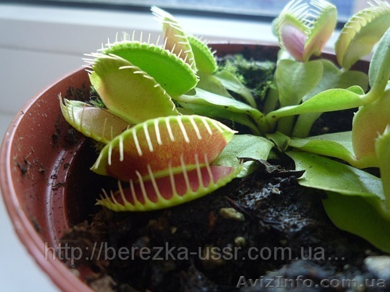 Цветок который есть мух Дионея Венерина мухоловка ( Dionaea muscipula) - <ro>Изображение</ro><ru>Изображение</ru> #2, <ru>Объявление</ru> #714109