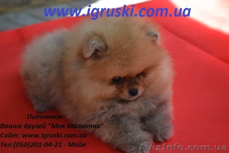 Померанский шпиц шоу-класса! - <ro>Изображение</ro><ru>Изображение</ru> #4, <ru>Объявление</ru> #714174