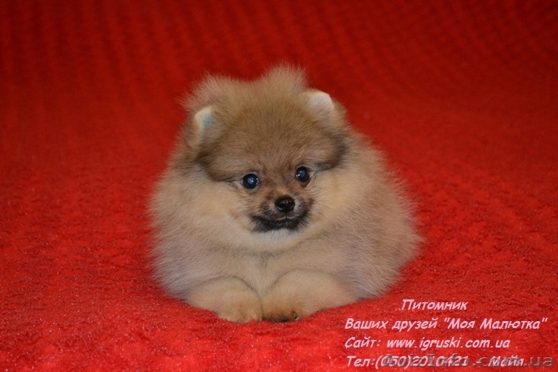 Померанский шпиц шоу-класса! - <ro>Изображение</ro><ru>Изображение</ru> #7, <ru>Объявление</ru> #714174