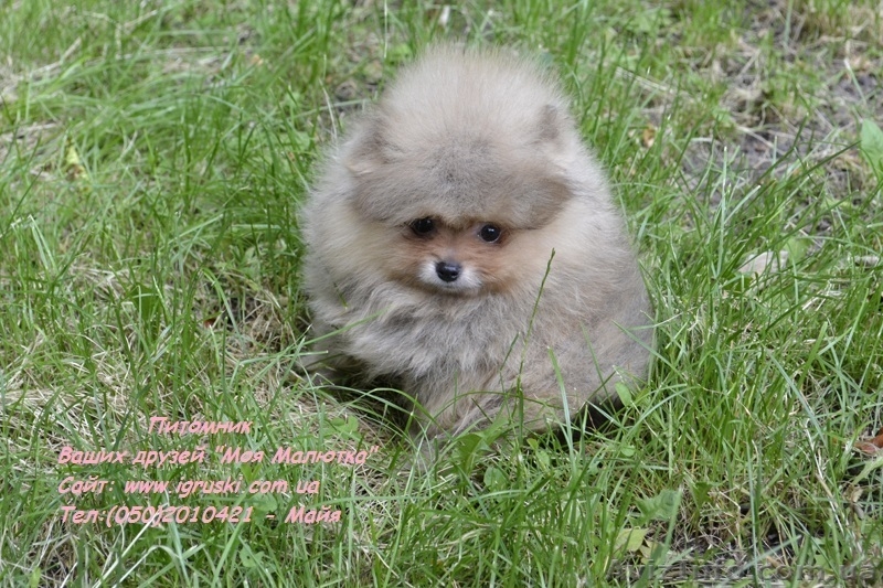 Померанский шпиц шоу-класса! - <ro>Изображение</ro><ru>Изображение</ru> #1, <ru>Объявление</ru> #714174