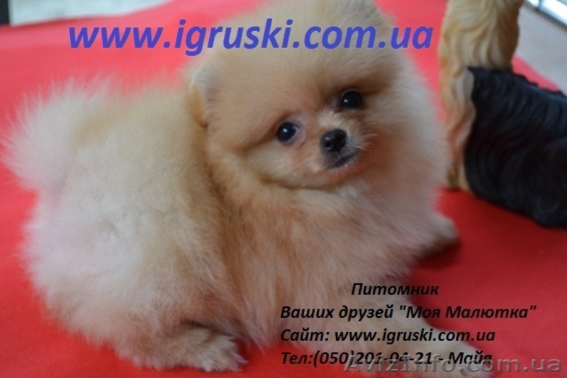 Померанский шпиц шоу-класса! - <ro>Изображение</ro><ru>Изображение</ru> #5, <ru>Объявление</ru> #714174