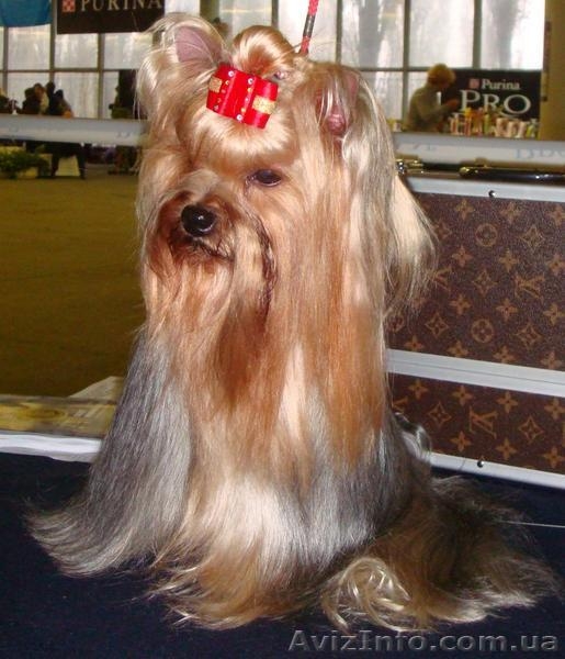 маленькие щенки йорка, 2 мес. - <ro>Изображение</ro><ru>Изображение</ru> #1, <ru>Объявление</ru> #721592