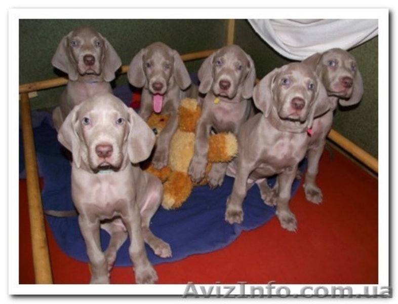 Веймаранер, щенки веймаранера рождены  04.06.2012 - <ro>Изображение</ro><ru>Изображение</ru> #1, <ru>Объявление</ru> #723774