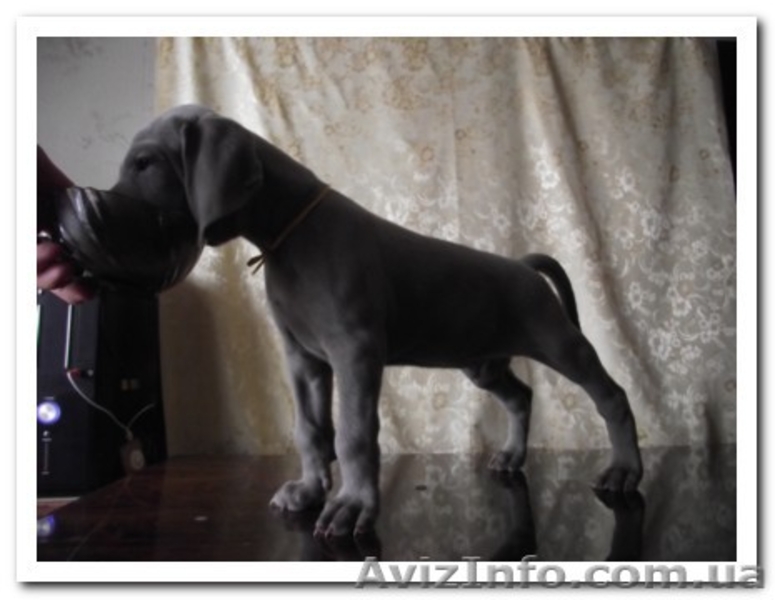 Веймаранер, щенки веймаранера рождены  04.06.2012 - <ro>Изображение</ro><ru>Изображение</ru> #4, <ru>Объявление</ru> #723774