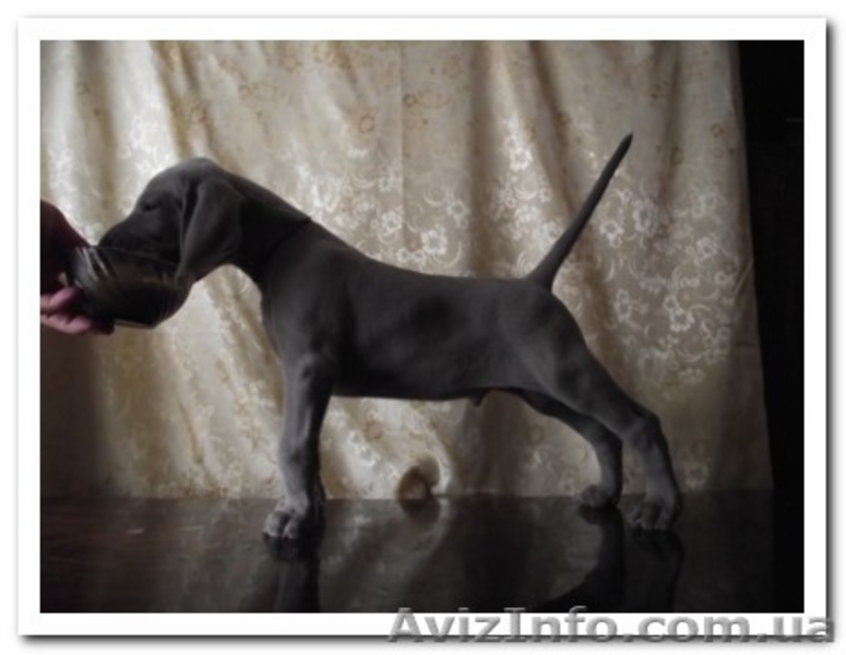 Веймаранер, щенки веймаранера рождены  04.06.2012 - <ro>Изображение</ro><ru>Изображение</ru> #3, <ru>Объявление</ru> #723774