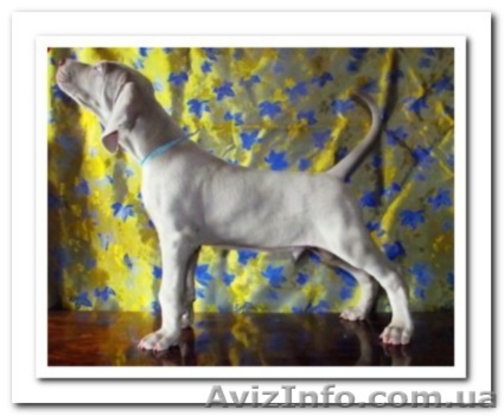 Веймаранер, щенки веймаранера рождены  04.06.2012 - <ro>Изображение</ro><ru>Изображение</ru> #5, <ru>Объявление</ru> #723774