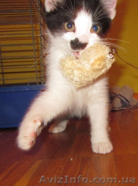 Котенок в добрые руки даром - <ro>Изображение</ro><ru>Изображение</ru> #1, <ru>Объявление</ru> #724198