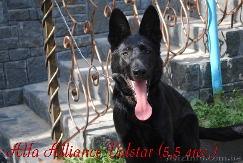 Щенки восточно-европейской овчарки из племзавода " Альянс Валстар"  - <ro>Изображение</ro><ru>Изображение</ru> #3, <ru>Объявление</ru> #642263