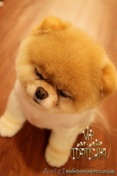 Щенки карликового померанского шпица VIP-Classa! - <ro>Изображение</ro><ru>Изображение</ru> #4, <ru>Объявление</ru> #734067