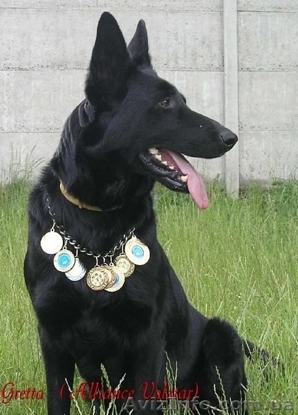 Щенки восточно-европейской овчарки из племзавода " Альянс Валстар"  - <ro>Изображение</ro><ru>Изображение</ru> #1, <ru>Объявление</ru> #642263