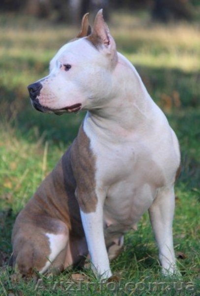  Американского Стаффоршидского Терьера - <ro>Изображение</ro><ru>Изображение</ru> #3, <ru>Объявление</ru> #223059