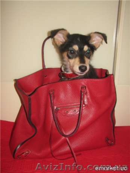 Маленькая собачка в хорошие руки почти даром - <ro>Изображение</ro><ru>Изображение</ru> #1, <ru>Объявление</ru> #731702