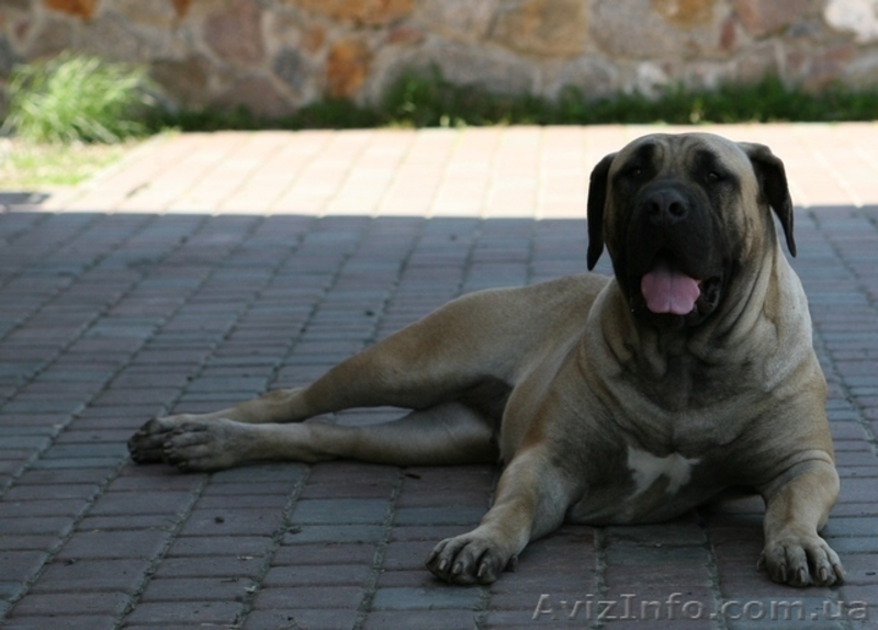 Щенки Бурбуля от рабочих собак и чемпионов - <ro>Изображение</ro><ru>Изображение</ru> #2, <ru>Объявление</ru> #744295