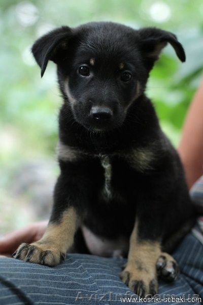 Щенки метисы овчарок в хорошие руки - <ro>Изображение</ro><ru>Изображение</ru> #1, <ru>Объявление</ru> #731703