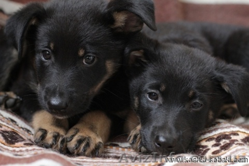 Щенки метисы овчарок в хорошие руки - <ro>Изображение</ro><ru>Изображение</ru> #2, <ru>Объявление</ru> #731703