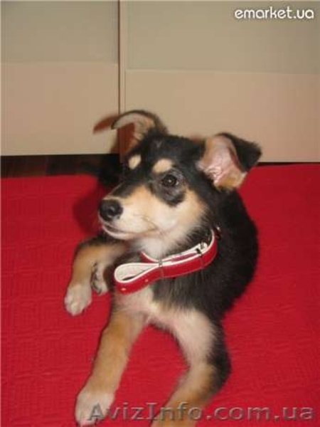 Маленькая собачка в хорошие руки почти даром - <ro>Изображение</ro><ru>Изображение</ru> #3, <ru>Объявление</ru> #731702