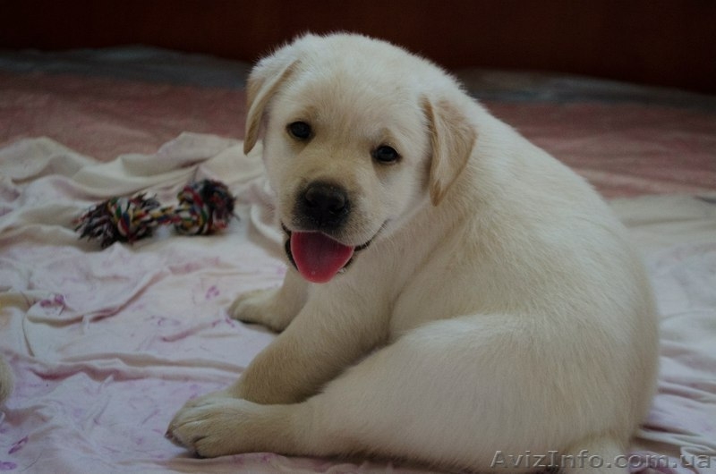 Палевые девочки-лабрадорчики - <ro>Изображение</ro><ru>Изображение</ru> #1, <ru>Объявление</ru> #730887