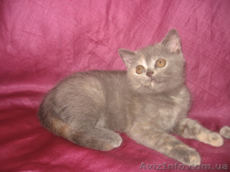 Голубокремовая черепаховая шотландская прямоухая кошечка - <ro>Изображение</ro><ru>Изображение</ru> #1, <ru>Объявление</ru> #731619