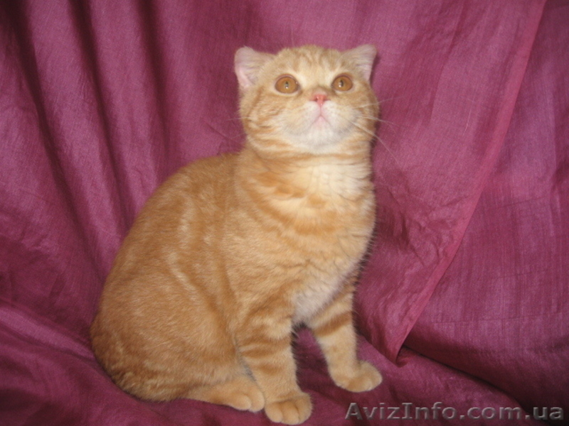 Шотландочка-вислоушка-прямоушка - <ro>Изображение</ro><ru>Изображение</ru> #2, <ru>Объявление</ru> #731626