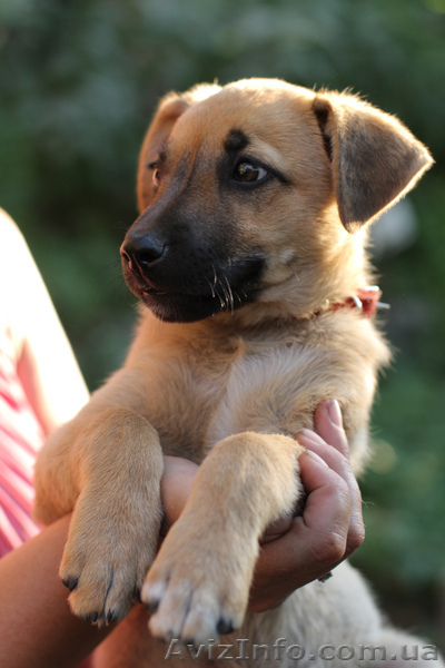 Отдам в дар щенка.Метис овчарки!! - <ro>Изображение</ro><ru>Изображение</ru> #2, <ru>Объявление</ru> #731860