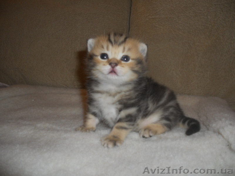 Британские котята редкого эксклюзивного окраса черный золотой мраморный - <ro>Изображение</ro><ru>Изображение</ru> #1, <ru>Объявление</ru> #744835