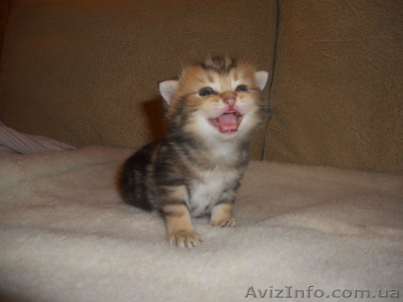 Британские котята редкого эксклюзивного окраса черный золотой мраморный - <ro>Изображение</ro><ru>Изображение</ru> #2, <ru>Объявление</ru> #744835