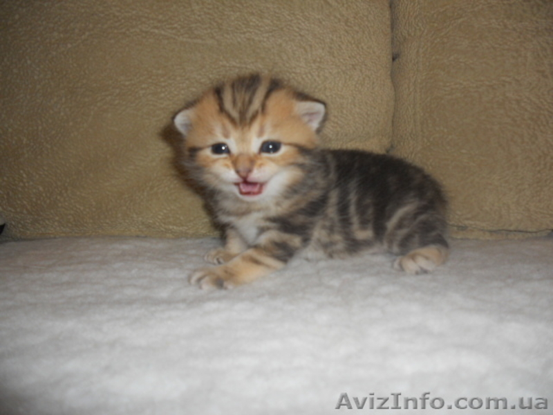 Британские котята редкого эксклюзивного окраса черный золотой мраморный - <ro>Изображение</ro><ru>Изображение</ru> #3, <ru>Объявление</ru> #744835