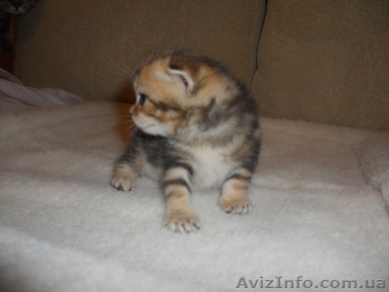 Британские котята редкого эксклюзивного окраса черный золотой мраморный - <ro>Изображение</ro><ru>Изображение</ru> #5, <ru>Объявление</ru> #744835