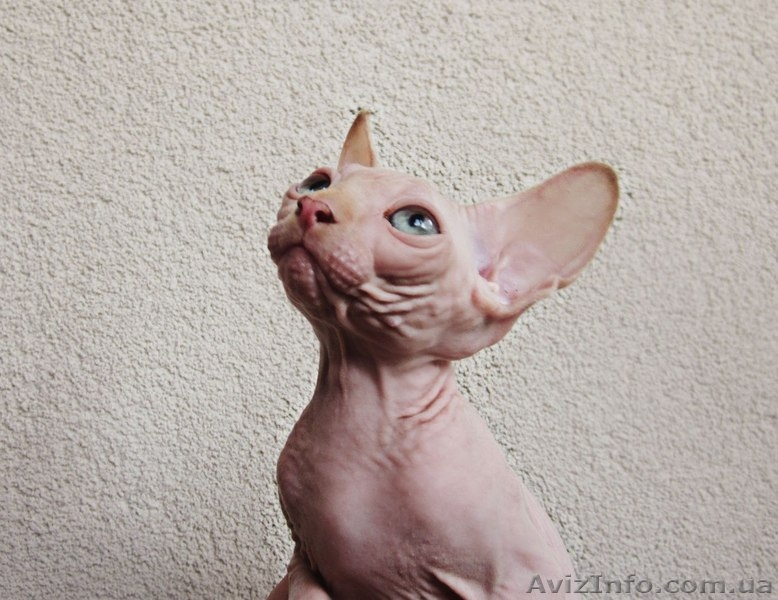 Супердешево за идеальных малышей сфинксов - <ro>Изображение</ro><ru>Изображение</ru> #1, <ru>Объявление</ru> #742441