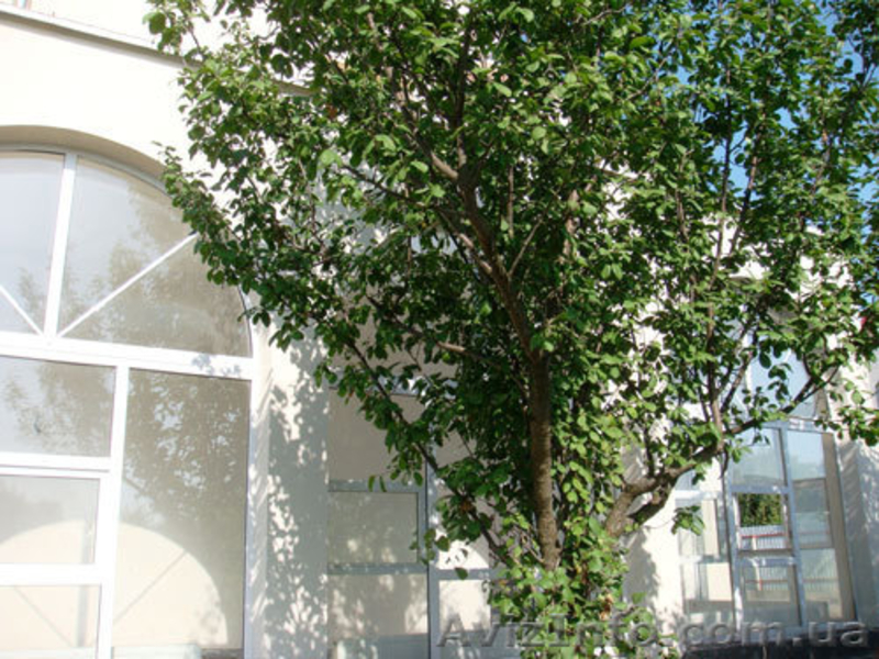 Купить дом в Киевской области, Продажа домов Киевская Княжичи - <ro>Изображение</ro><ru>Изображение</ru> #2, <ru>Объявление</ru> #740351