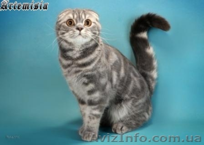 Продажа. Молодая кошка-производитель - <ro>Изображение</ro><ru>Изображение</ru> #1, <ru>Объявление</ru> #730399