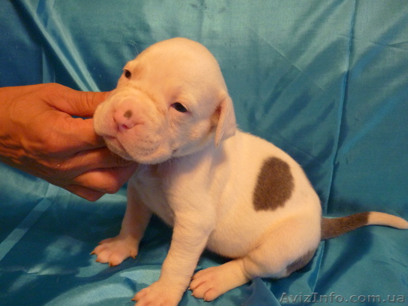 Американский бульдог-щенки - <ro>Изображение</ro><ru>Изображение</ru> #4, <ru>Объявление</ru> #733432