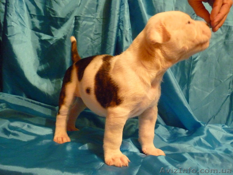 Американский бульдог-щенки - <ro>Изображение</ro><ru>Изображение</ru> #1, <ru>Объявление</ru> #733432