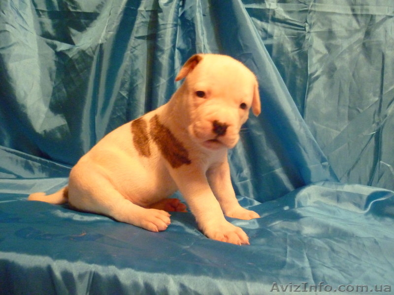 Американский бульдог-щенки - <ro>Изображение</ro><ru>Изображение</ru> #8, <ru>Объявление</ru> #733432