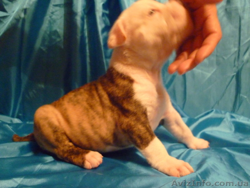 Американский бульдог-щенки - <ro>Изображение</ro><ru>Изображение</ru> #6, <ru>Объявление</ru> #733432