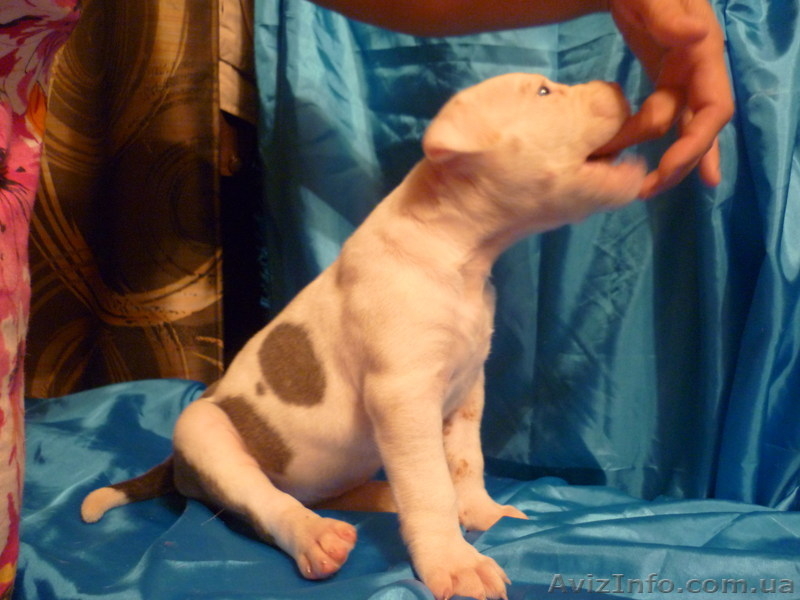 Американский бульдог-щенки - <ro>Изображение</ro><ru>Изображение</ru> #5, <ru>Объявление</ru> #733432