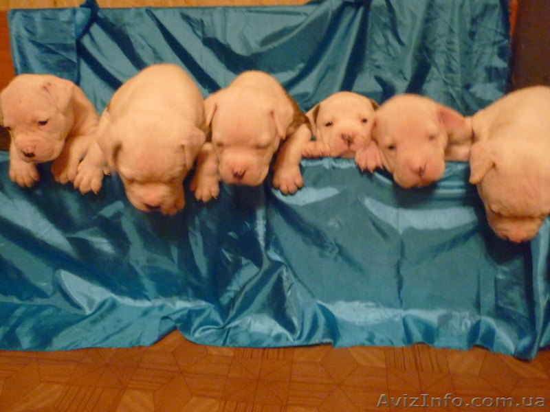 Американский бульдог-щенки - <ro>Изображение</ro><ru>Изображение</ru> #10, <ru>Объявление</ru> #733432