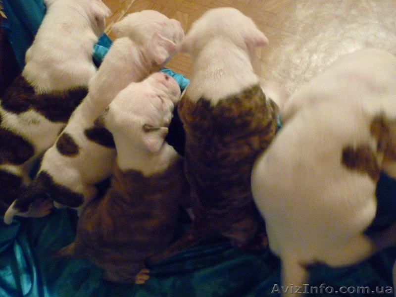 Американский бульдог-щенки - <ro>Изображение</ro><ru>Изображение</ru> #9, <ru>Объявление</ru> #733432