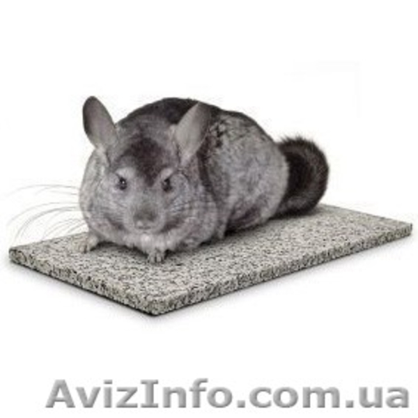 Охлаждаем шиншилл: как помочь шиншилле перенести жару? - <ro>Изображение</ro><ru>Изображение</ru> #2, <ru>Объявление</ru> #734950