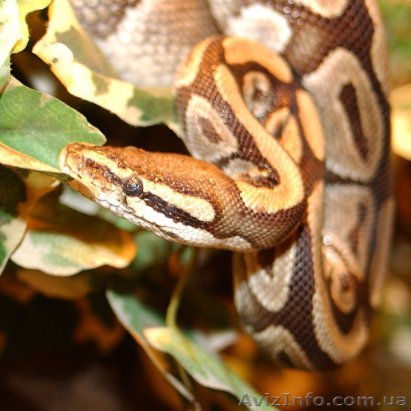 продам питона королевского - <ro>Изображение</ro><ru>Изображение</ru> #2, <ru>Объявление</ru> #740884