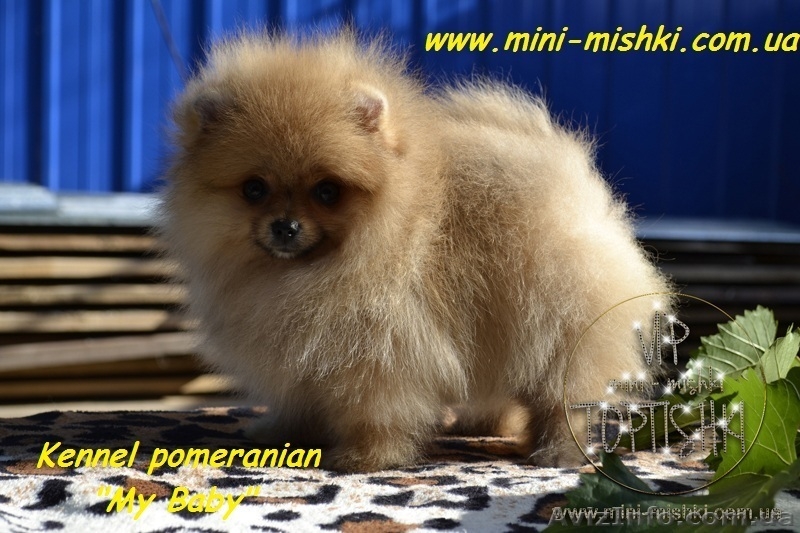 Щенки карликового померанского шпица VIP-Classa! - <ro>Изображение</ro><ru>Изображение</ru> #5, <ru>Объявление</ru> #734067
