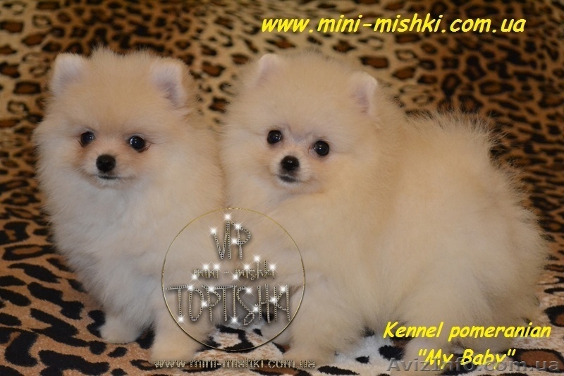 Щенки карликового померанского шпица VIP-Classa! - <ro>Изображение</ro><ru>Изображение</ru> #1, <ru>Объявление</ru> #734067