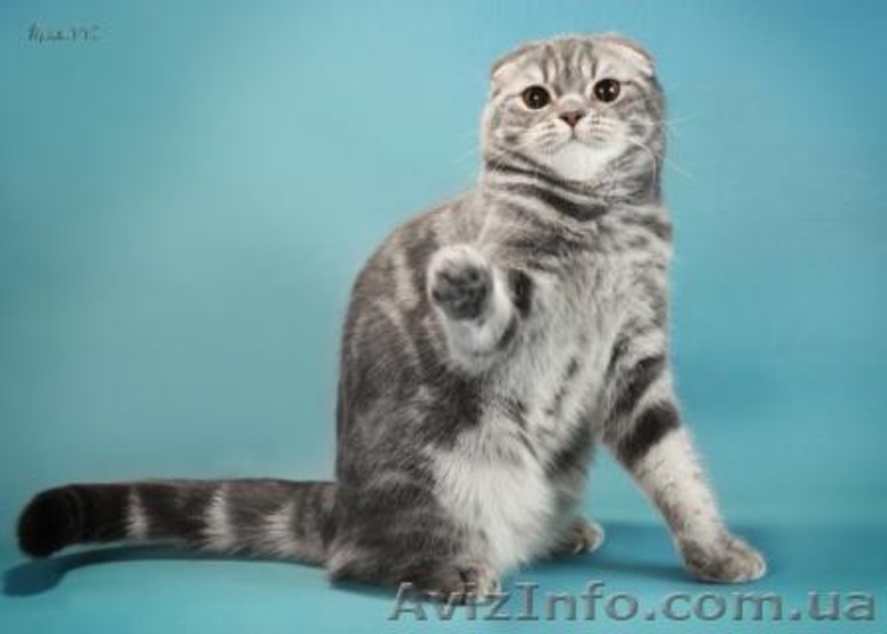 Продажа. Молодая кошка-производитель - <ro>Изображение</ro><ru>Изображение</ru> #3, <ru>Объявление</ru> #730399