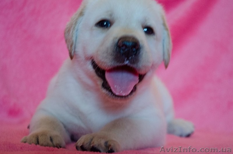 Палевые девочки-лабрадорчики - <ro>Изображение</ro><ru>Изображение</ru> #3, <ru>Объявление</ru> #730887