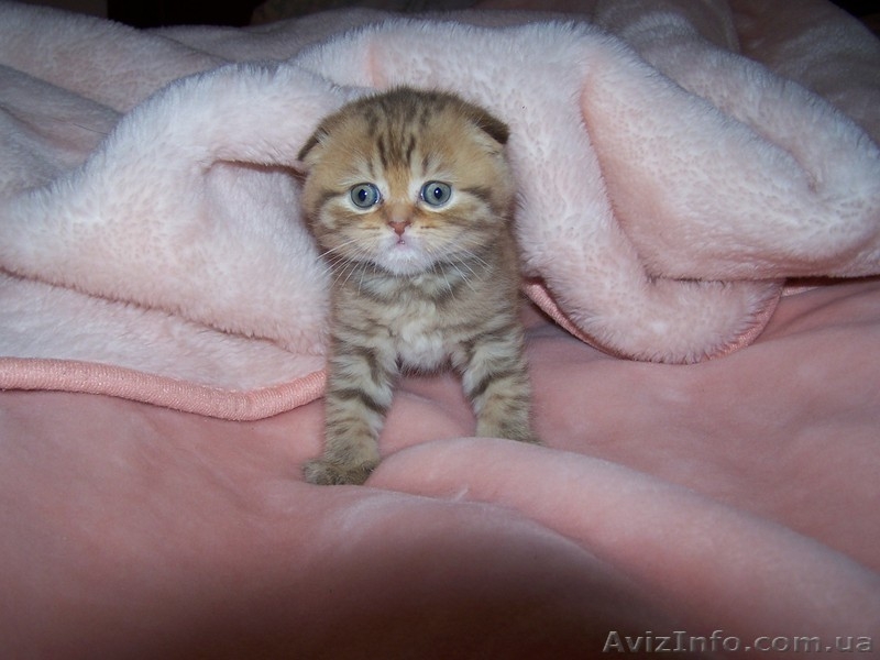  шотландские котята шоу класса - <ro>Изображение</ro><ru>Изображение</ru> #4, <ru>Объявление</ru> #755734