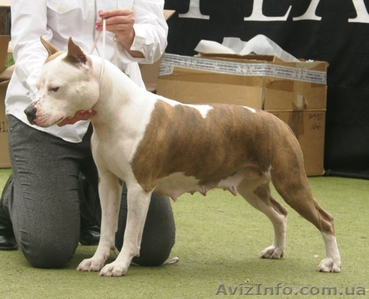 Молодои кобель Амстаффа (1,5 года)  - <ro>Изображение</ro><ru>Изображение</ru> #9, <ru>Объявление</ru> #750020