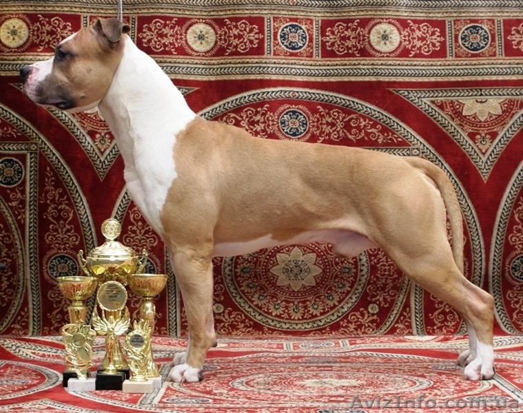  Стафф  Терьер. Выставочные щенки!мальчики, - <ro>Изображение</ro><ru>Изображение</ru> #2, <ru>Объявление</ru> #247026