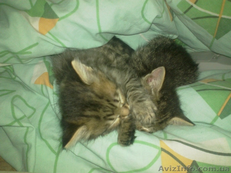 Маленькие тигры - <ro>Изображение</ro><ru>Изображение</ru> #2, <ru>Объявление</ru> #761708