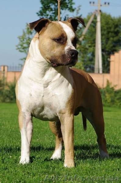 Молодои кобель Амстаффа (1,5 года)  - <ro>Изображение</ro><ru>Изображение</ru> #6, <ru>Объявление</ru> #750020