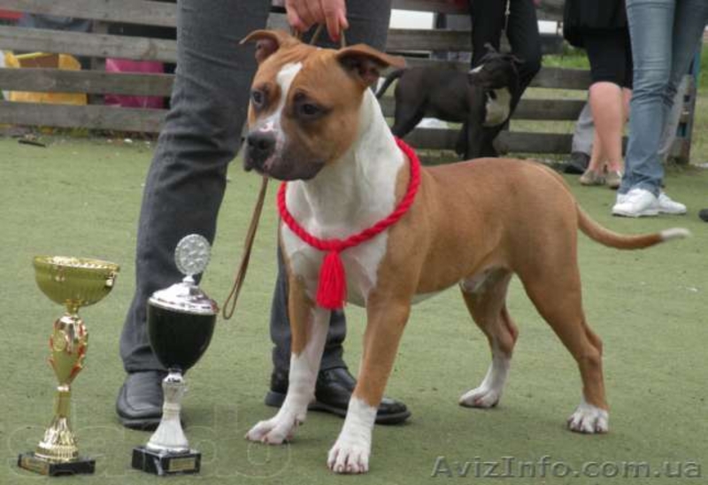 Молодои кобель Амстаффа (1,5 года)  - <ro>Изображение</ro><ru>Изображение</ru> #5, <ru>Объявление</ru> #750020